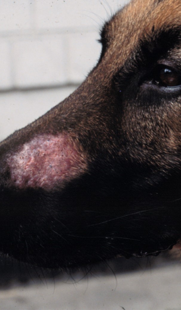 Parasitic Skin Disease In Dogs By Demodex Mites | NexGard®